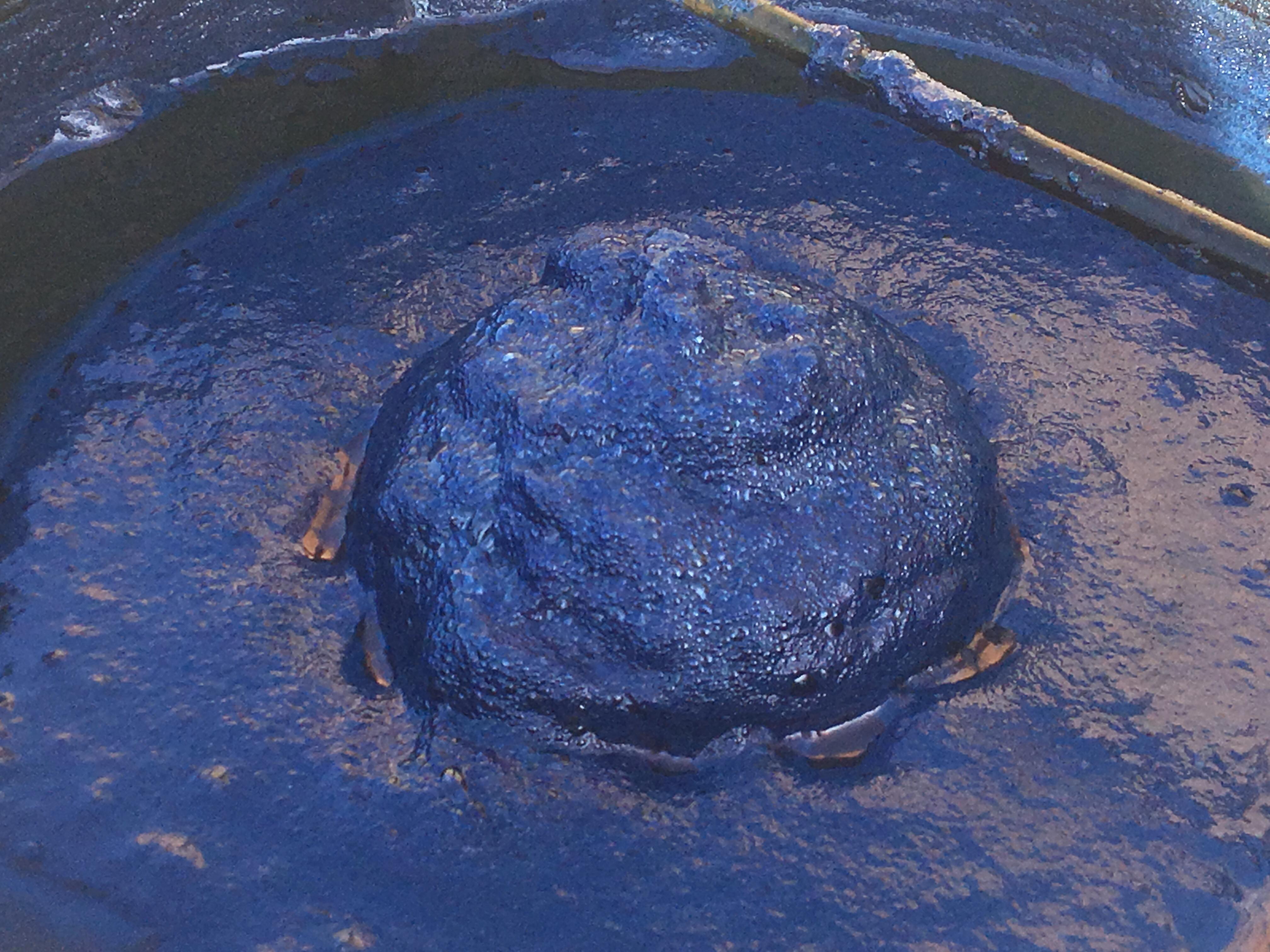 Blue indigo – ZIKURI
